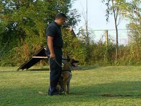 Malinois Police Dogs - Belgian malinois protection training