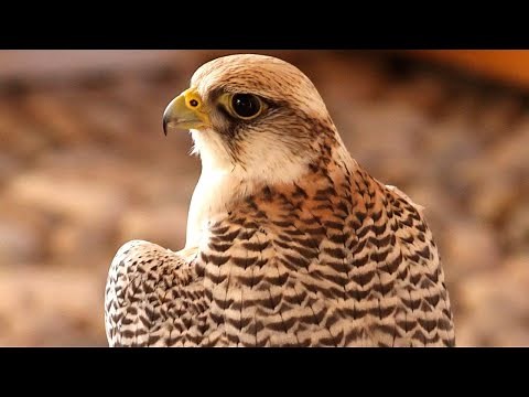 Peregrine Falcon Sounds | Peregrine Falcon Sound Effects | Peregrine Falcon Call | Falcon Noises