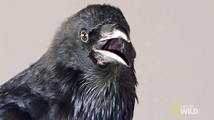 106K views · 1K shares | Crows are so good at remembering faces that...