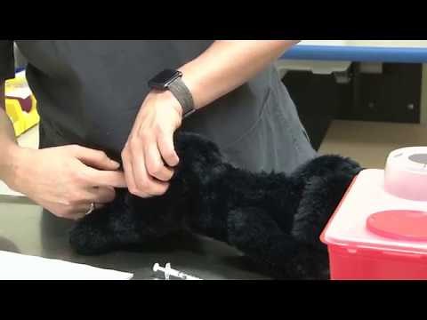 FFA- Administering an Intramuscular Injection