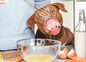 Can Dogs Eat Eggs?