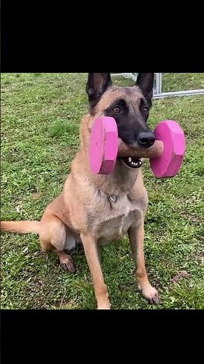 Watch this! The Incredible Malinois (Belgian Shepherd) Dogs!