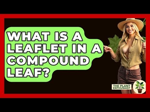 What Is A Leaflet In A Compound Leaf? - The Plant Enthusiast