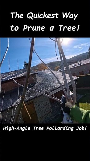 The Quickest Way to Prune a Tree ✂️