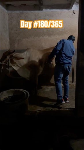 Lumpy skin disease 🦠Gaushala day #180/365 #shorts #shortsfeed #shortsviral #LSDV #lumpyskindisease