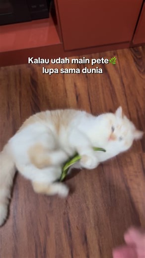 Adek Elbi on Instagram: "😸: akan kuhadapi dunia tepi bentar main PETE dulu"