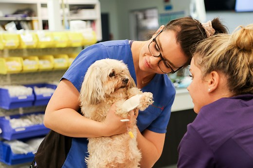 Emergency Vet Gold Coast | Animal Emergency Service Carrara