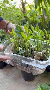 45K views · 2.1K reactions | The Jackfruit tree is truly amazing! What’s even more amazing is it only takes a few years before it starts producing gigantic jackfruit勞 If you live in South Florida and would like a chance to win a free fruit tree, feel free to email us at: Brilliantmindedllc@gmail.com for a chance to win one省PrayersBlessings #growing #fruits | Jabez Invests | Facebook
