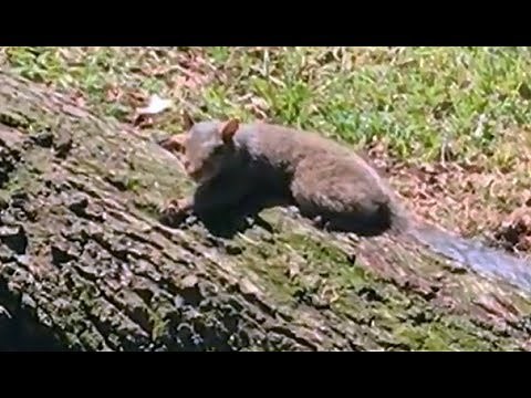 Squirrel attack caught on camera