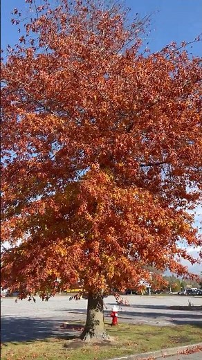 Autumn Blaze Maple Tree with Falling Leaves #Autumn