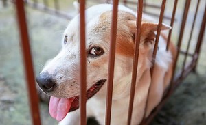 Best Outdoor Dog Kennels for Your Pup [2025 Reviews]