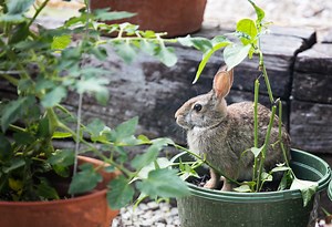 Homemade Rabbit Repellent Using Ammonia