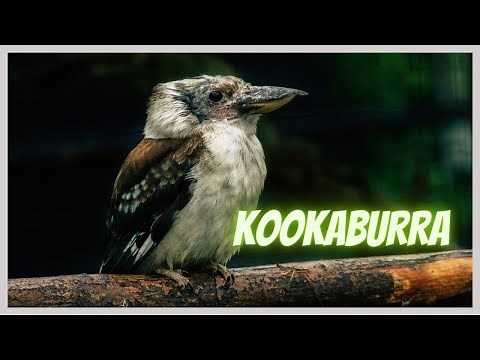 Kookaburra laughing in Australian bush. Loud sounds of birds from Australia.
