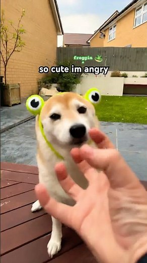 so cute im angry (froggin furious)