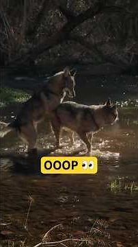 Wolf Mating Ritual 👀🍆 #lovestory