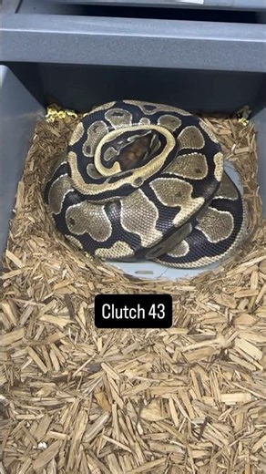 🔥 Ball Python Clutch #43 Just Laid! STRANGER PUZZLE CLOWN Project Heats Up