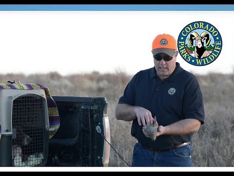 Eastern Colorado Quail Quick Tips