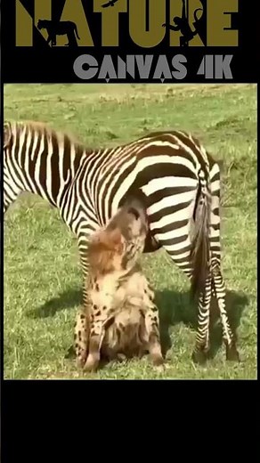 Hyena’s Clever Trick on the Zebra: Wild Savanna Encounter