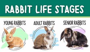 Rabbit Lifespan and Life Stages