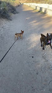 9.3K views · 624 reactions | HONDO UPDATE! Still skittish as all get...