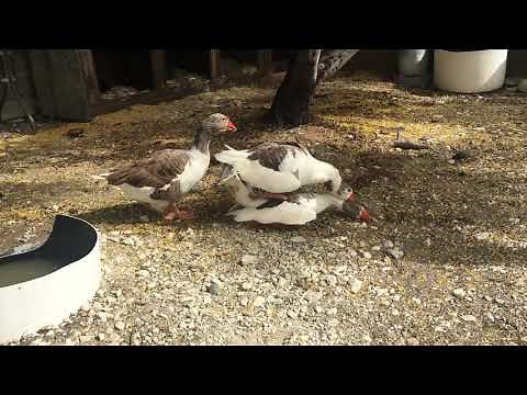 geese mating