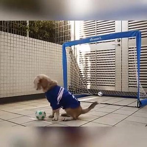 182K views · 788 shares | Was für ein süßer Labradorwart — Bessere Torhüter gibt es nur in der Bundesliga und 2. Bundesliga! Der ticketTUESDAY bringt euch zu allen Spielen des Wochenendes!! Mitmachen & abräumen! ✨www.ticket-tuesday.de✨ | t-online Fußball | Facebook