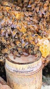 3. Nature's Feast: Bees Drinking Sweet Nectar from Bamboo