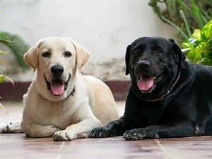 Common Causes Of Labrador Retriever Shedding & How To Manage