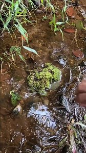 fishing and fisherman all-in one 🐟 🐠 short view#subscribe