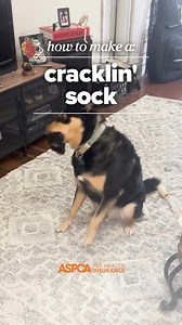 169 reactions · 15 shares | Upcycle your old socks into endless crackling fun! 罹 Learn more about DIY pet toys: https://bit.ly/4hvXywa #PetToys #PetToyDIY #ASPCAPetInsurance | ASPCA Pet Health Insurance | Facebook