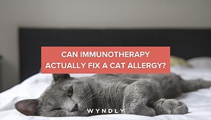 Immunotherapy for Cat Allergies: How Fix an Allergy to Cats 2025