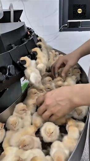 High-Speed Automated Chick Vaccination Inside a Modern Hatchery