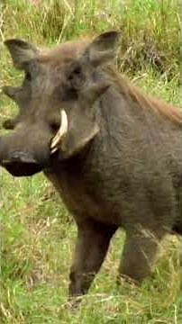 Lions' Hunting Secrets: Amazing Skills Revealed!