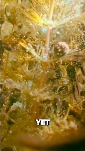 INCREDIBLE Tadpole TRANSFORMATION: From Tail to Legs #documentary #balticsea #4kvideo #underwater