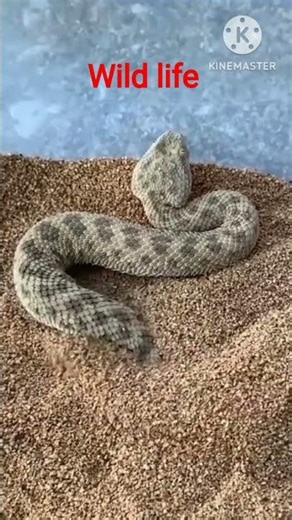 Deadly Viper SNAKE Attacks Are Real? #snacks #viper #brownsnake