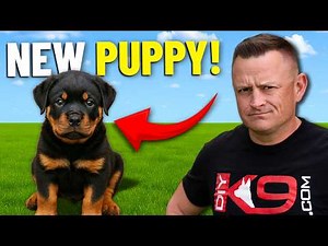 How to Train a Rottweiler Puppy