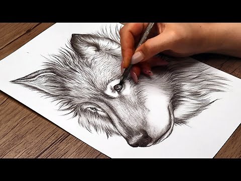 DRAW a Realistic Wolf Head with Pencil Step by Step