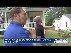 What causes so many trees to fall in a storm?