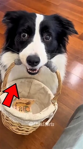Ele que compra remédios pro seu dono doente 😱🐕