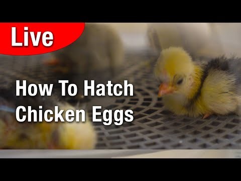 LIVE - How to Hatch Chicken Eggs: Complete Beginner's Guide