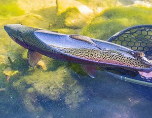 Proper Catch and Release | The Catch and The Hatch