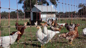 A shot looking through a portable electric fence containing chickens with a chicken coop in Australia.
