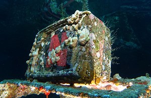 10 top diving and marine life movies on Netflix