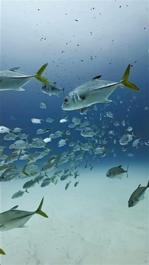 Is This the Coolest Fish Formation on the Reef?