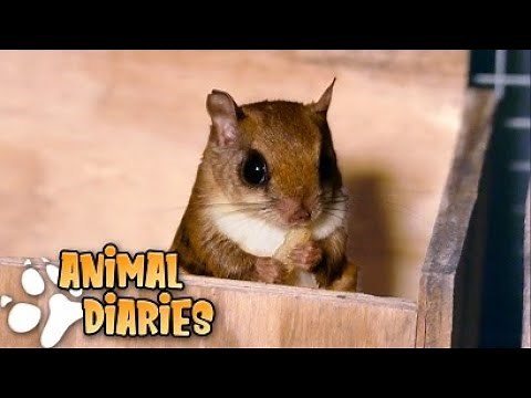 What is it like own Flying Squirrels? - A day in the life of my Flying Squirrels!