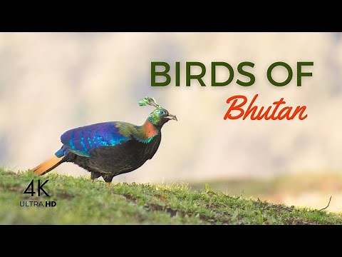 Birds of Bhutan 4K