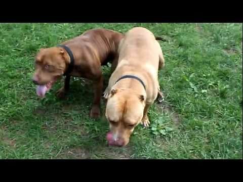 Pitbull Breeding Part 2 (HMONG PITBULL)