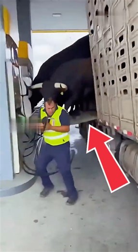 TOTAL CHAOS! FIGHTING BULLS ESCAPE FROM A TRUCK AT A GAS STATION 🐂⛽😱 #shorts #bulls