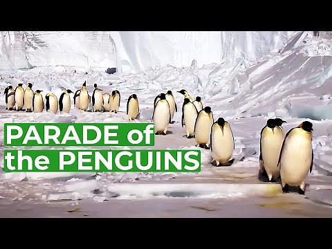 Wildlife - Just Penguins | Free Documentary Nature