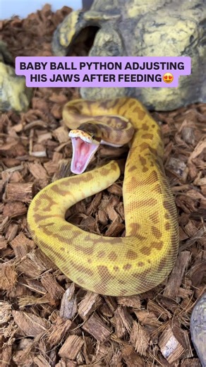BALLS OF FURY on Instagram: "Baby Ball Python Adjusting His Jaws After Feeding😍🔥🐍💪"